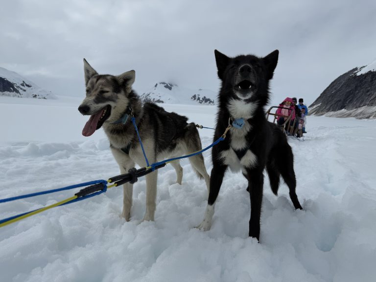 Sled Dogs in Alaska